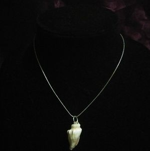 Natural Florida shell necklace in silver tone